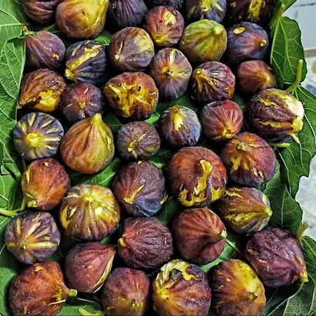 Baia 71 * 加利波利