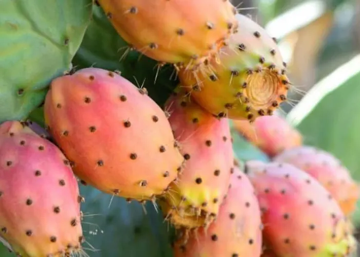 Appartamento Baia 71 Gallipoli