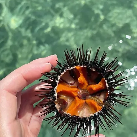 Baia 71 * Галлиполи